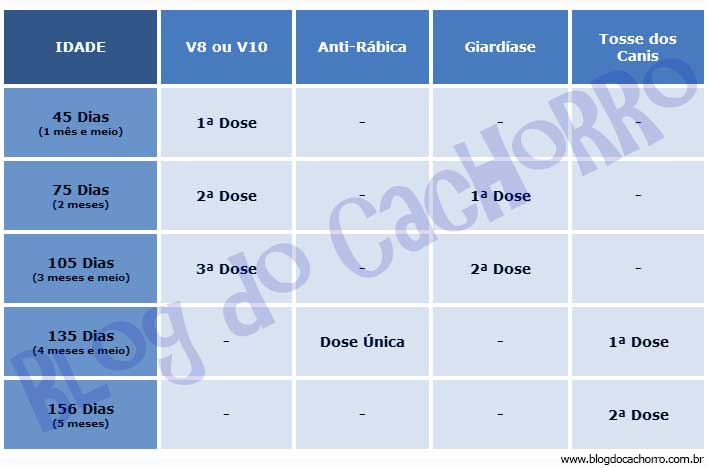 Vacina para cachorro - Esquema de vacinas para cachorros - Dra Andreia Fragoso