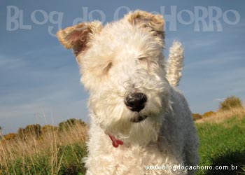 Cães Terriers Cães Terriers