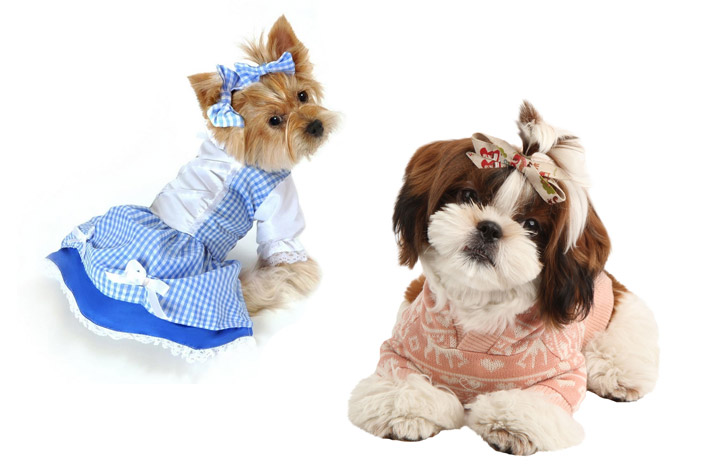 Roupas para shitzu fêmea Clearance
